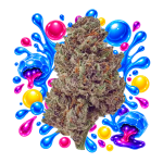Fleur CBD Blue Gushers Delta Lab à l’aspect dense, résineux et aux teintes vertes et violettes